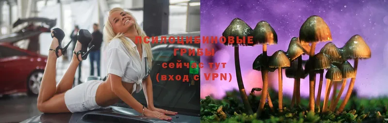 omg онион  Мегион  Галлюциногенные грибы Psilocybine cubensis 